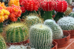 Colorful Cacti